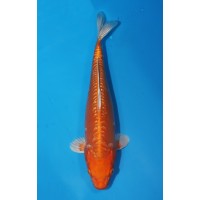 JP 734 - Gr doitsu orenji