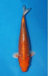 JP 734 - Gr doitsu orenji