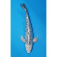 JP 738 - Long fin gr d kabuto