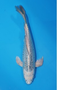 JP 738 - Long fin gr d kabuto