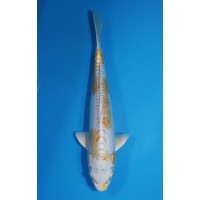 JP 683 - Doitsu hariwake