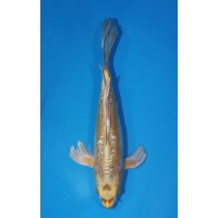 JP 682 - Long fin gr d mukashi