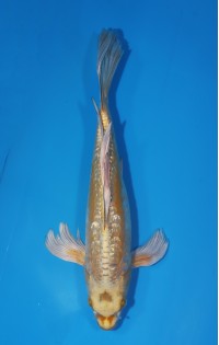 JP 682 - Long fin gr d mukashi