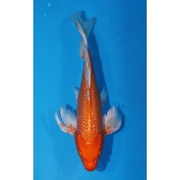 JP 679 - Long fin gr orenji