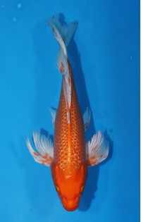 JP 679 - Long fin gr orenji