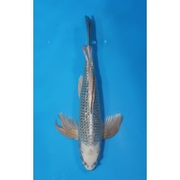 JP 737 - Long fin kabuto