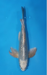 JP 737 - Long fin kabuto