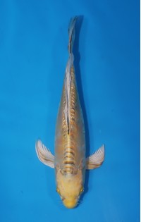 JP 686 - Long fin yellow kawari