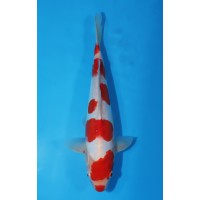 JP 421 - Doitsu kohaku