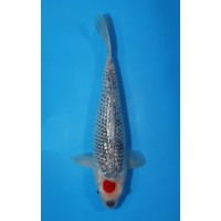 JP 415 - Gr tancho goshiki