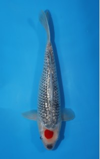 JP 415 - Gr tancho goshiki