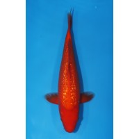 JP 423 - Gin rin benigoi