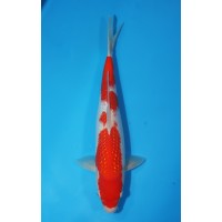 JP 416 - Pearl kohaku