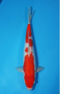 JP 416 - Pearl kohaku