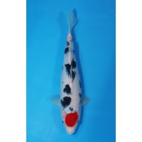 JP 419 - Tancho sanke