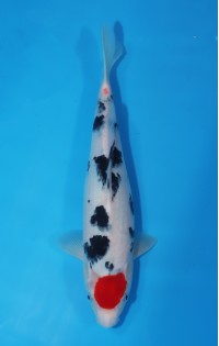 JP 419 - Tancho sanke