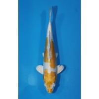 JP 420 - Doitsu hariwake