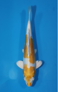 JP 420 - Doitsu hariwake