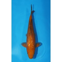 JP 417 - Gin rin chagoi