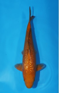 JP 417 - Gin rin chagoi