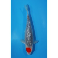 JP 422 - gr tancho goshiki