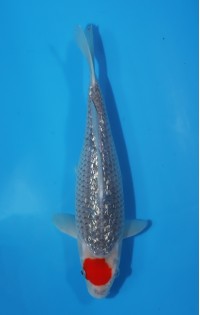 JP 422 - gr tancho goshiki