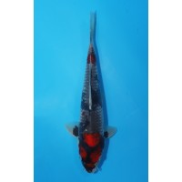 JP 460 - Goshiki showa