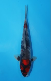 JP 460 - Goshiki showa