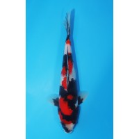 JP 456 - Goshiki showa