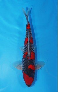 JP 459 - Kuro goshiki