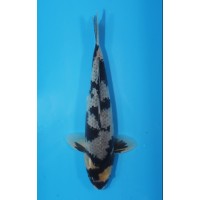 JP 463 - Kage shiro utsuri