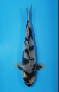 JP 463 - Kage shiro utsuri