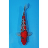 JP 457 - Gin rin goshiki