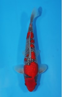 JP 457 - Gin rin goshiki