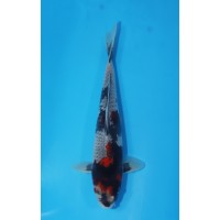 JP 461 - Goshiki showa