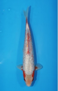 JP 585 - Gr kanoko asagi 