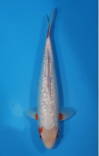 JP 591 - Gin rin kanoko asagi