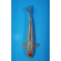 JP 589 - Gr tancho ochiba