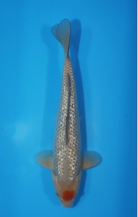 JP 589 - Gr tancho ochiba