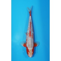 JP 590 - Kanoko asagi