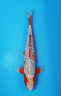 JP 590 - Kanoko asagi