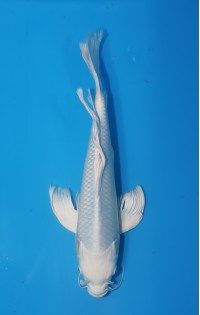 JP 557 - Long fin platina