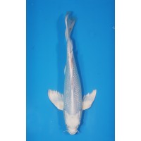 JP 468 - Long fin gr platina