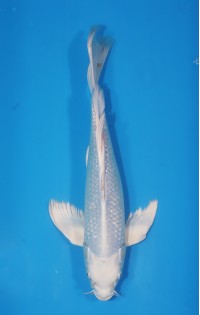 JP 468 - Long fin gr platina