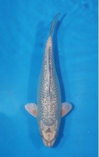 JP 474 - Gin rin kabuto