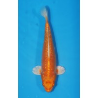 JP 476 - Doitsu gr orenji