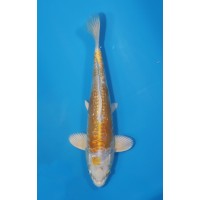 JP 472 - Gr doitsu hariwake