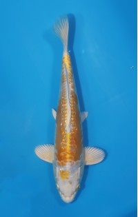 JP 472 - Gr doitsu hariwake