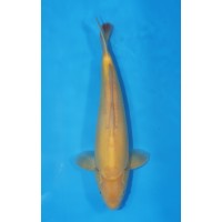 JP 473 - Doitsu karashigoi