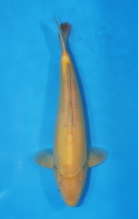 JP 473 - Doitsu karashigoi